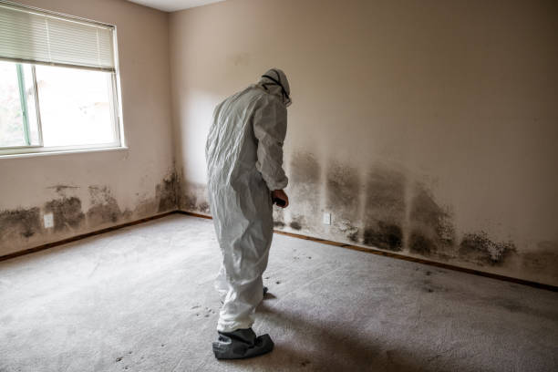 Best Black Mold Removal  in USA